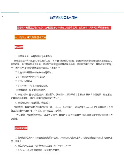 维真生物-如何阅读基因载体图谱