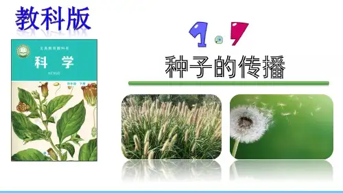 【新教材】教科版四年级下册科学：1.7.种子的传播 ppt课件