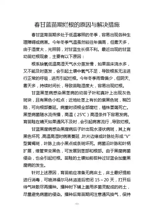 春甘蓝苗期烂根的原因与解决措施