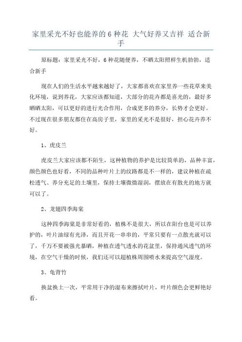 家里采光不好也能养的6种花 大气好养又吉祥 适合新手