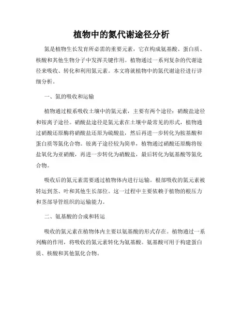 植物中的氮代谢途径分析