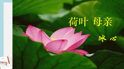 新人教版七年级语文上册《荷叶母亲》ppt优秀课件