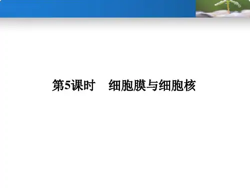 高中生物一轮复习第5讲细胞膜与细胞核(复习课件)