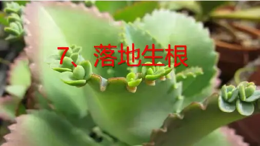 五年级科学下册课件-7落地生根 - 冀人版(共30张PPT)