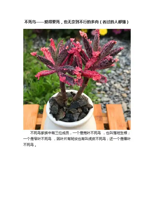 不死鸟——爱得要死，也无奈到不行的多肉（养过的人都懂）