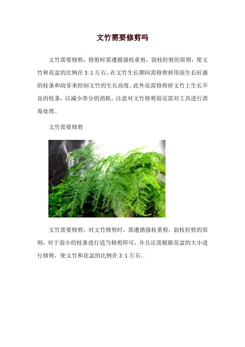 文竹需要修剪吗