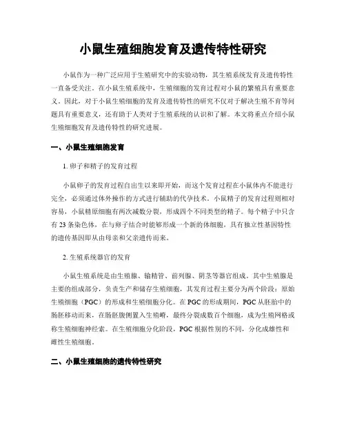 小鼠生殖细胞发育及遗传特性研究