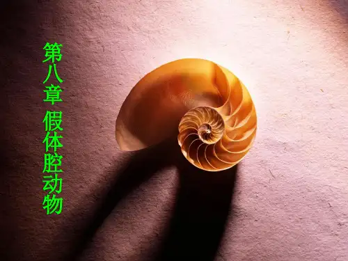 第八章 假体腔(原体腔)动物
