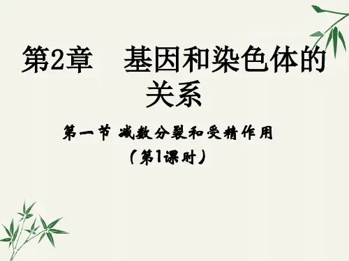 高中生物必修二第二章《基因和染色体的关系》PPT课件