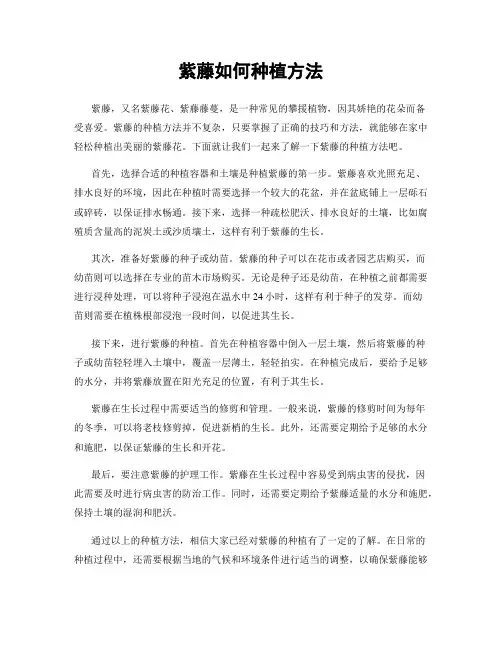 紫藤如何种植方法