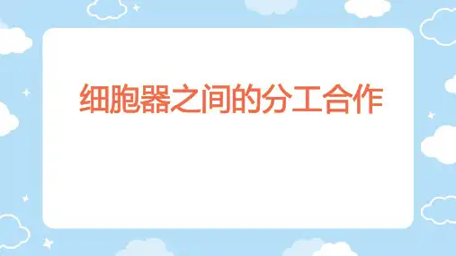 3.2细胞器之间的分工合作 课件(共26张PPT)人教版2019高中生物必修一