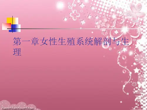 女性生殖系统解剖与生理课件