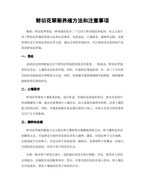 鲜切花翠菊养殖方法和注意事项