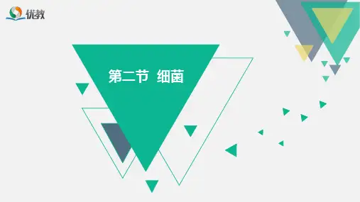《细菌》精品课件