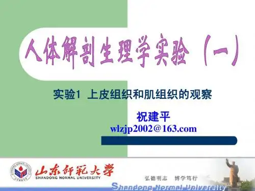 实验1 上皮组织和肌组织