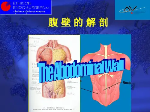 解剖(腹壁)