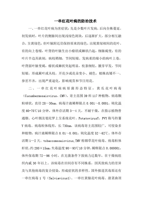 一串红花叶病的防治技术