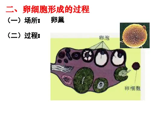 人教版高中生物必修2PPT教学课件：2.1.1 减数分裂