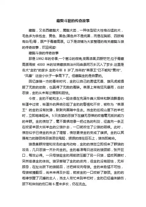 藏獒斗狼的传奇故事