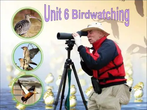 牛津译林版8A Unit6 Birdwatching Reading课件(共44张PPT)
