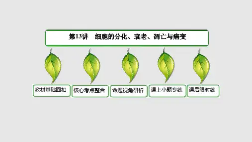 高三生物一轮复习专题课件必修一-细胞的分化衰老凋亡与癌变.pptx