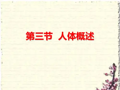 苏教版生物七下4.8.3《人体概述》 课件(共24张PPT)