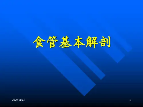食管基本解剖 ppt课件