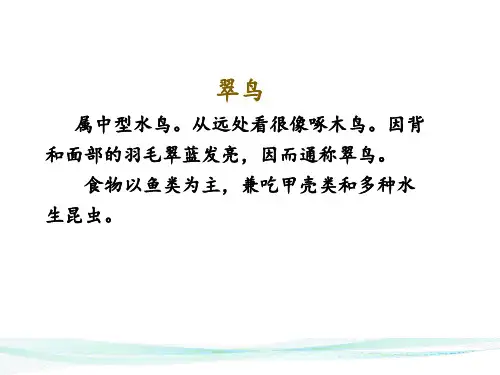 统编版三年级语文上册15搭船的鸟(课件)(共17张ppt)