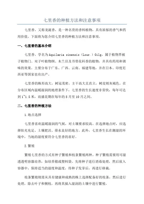 七里香的种植方法和注意事项