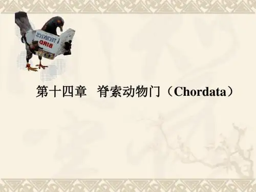 脊索动物由无脊椎动物演化而来