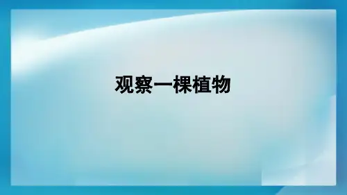 一年级上册科学课件观察一棵植物｜教科版 (共7张PPT)