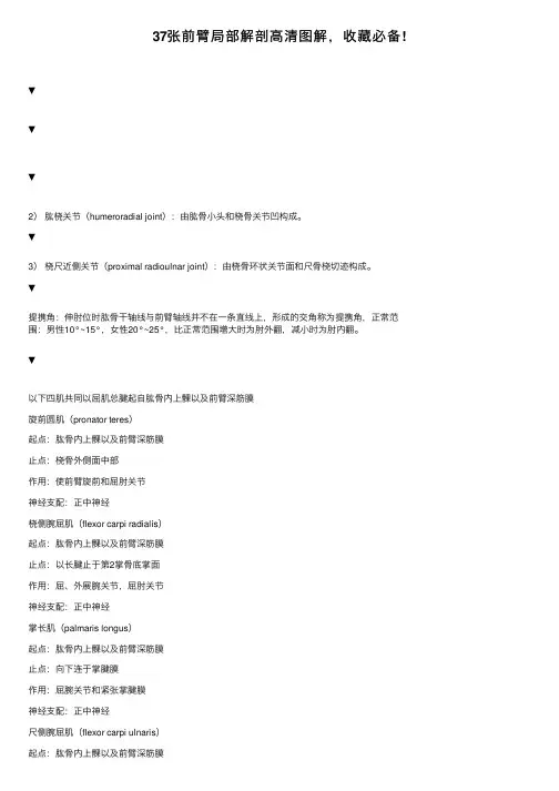 37张前臂局部解剖高清图解，收藏必备!