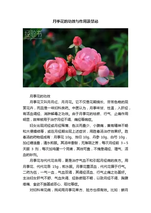 月季花的功效与作用及禁忌