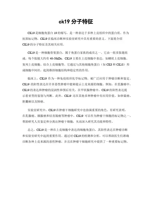ck19分子特征