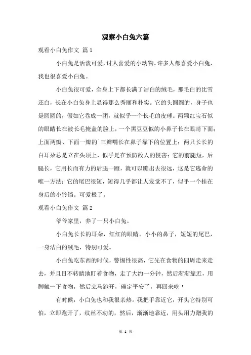 观察小白兔六篇