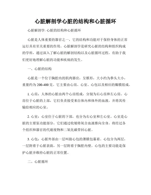 心脏解剖学心脏的结构和心脏循环