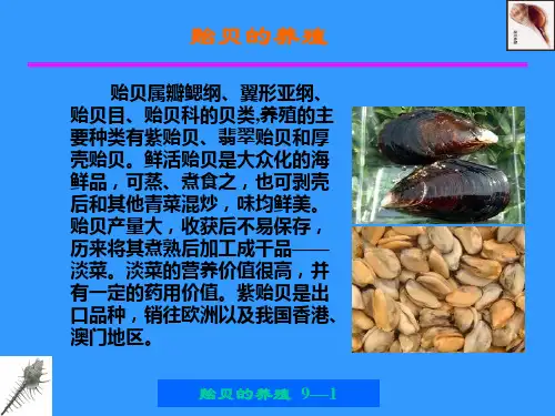 贻贝的养殖