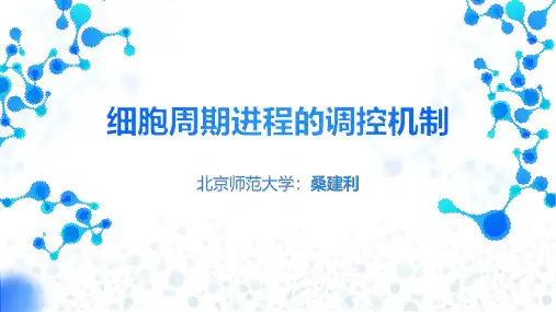 北师大版高中生物-细胞周期进程的调控机制PPT
