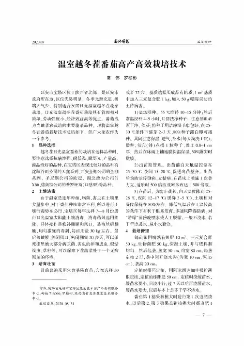 温室越冬茬番茄高产高效栽培技术