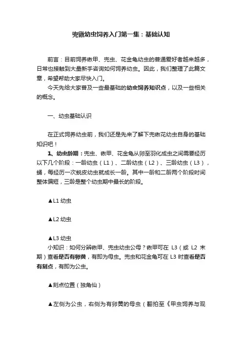 兜锹幼虫饲养入门第一集：基础认知