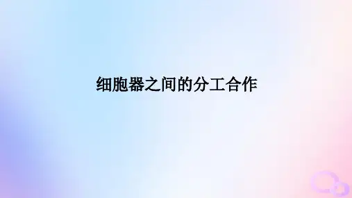 2024版新教材高考生物全程一轮总复习第二单元细胞的基本结构和物质运输功能课堂互动探究案2细胞器之间