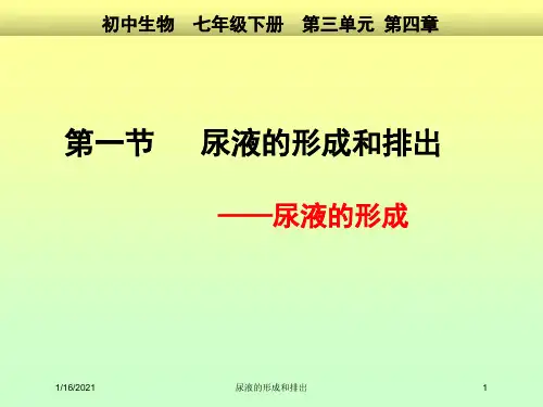尿液的形成和排出培训课件