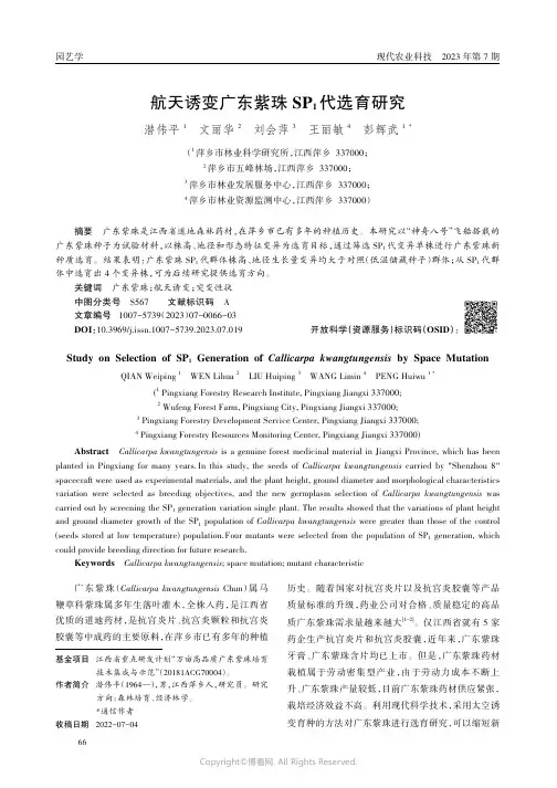 航天诱变广东紫珠SP1代选育研究