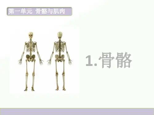 2020年四年级下册科学课件-第一课 骨骼  苏教版 (共12张PPT)