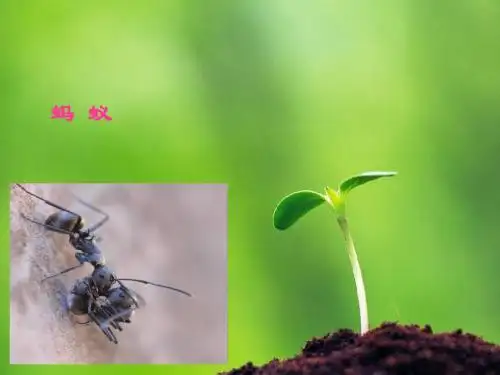语文s版_小学三年级下册《蚂蚁的救助》生字课件(ppt)