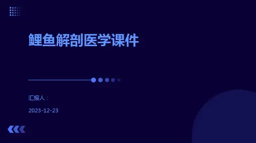鲤鱼解剖医学课件