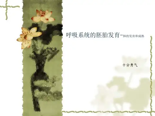 呼吸系统的胚胎发育-肺的发育和成熟