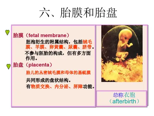 胎膜和胎盘--组织学和胚胎学
