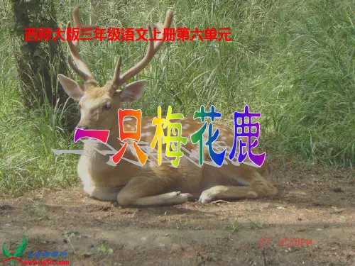《一只梅花鹿》西师大版三年级语文上册教材课件PPT