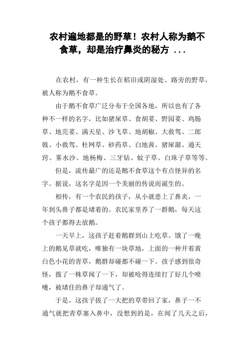 农村遍地都是的野草!农村人称为鹅不食草,却是治疗鼻炎的秘方